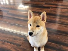 -豆柴町-柴犬主题狗咖(红鼎国际C座店)