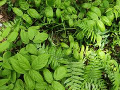 -黄海国家森林公园