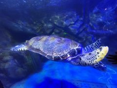 -太平洋海底世界