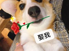 -more than meow吴止猫主题餐厅(承德 中船汇店)