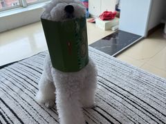 -心仪动物医院·牙专科·肿瘤·心脏科(西客站院)