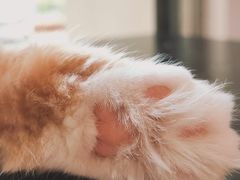 -平行世界·猫咖(首经贸店)