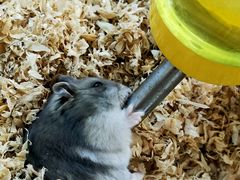 -怪兽屋·羊驼·猫咖·狗咖(俊华广场店)