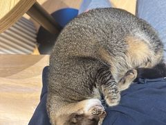 -米乐乖乖猫咪咖啡馆·猫咖(深圳湾后海汇店)