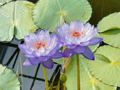 -国家植物园南园