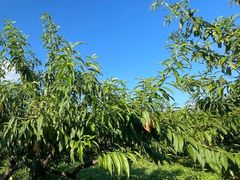 -樂桃源奉贤黄桃种植采摘基地