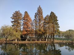 -金银湖国家城市湿地公园