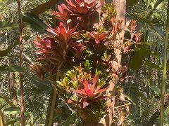 -昆明植物园