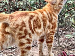 -白云山风景名胜区