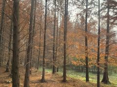 -黄海国家森林公园