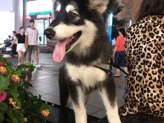 -沙洲路步行街(长安南路店)