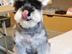 -宠物梦想家(日月豪庭店)