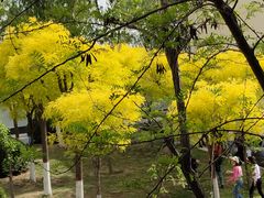 -咸阳湖景区-古渡公园