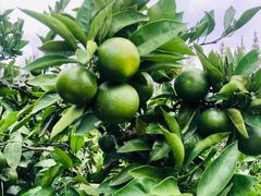 -前小桔亲子创意农场·草莓采摘·露营烧烤