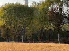 -北坞公园
