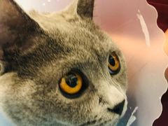 -纳吉亚猫专科动物医院·北北分院