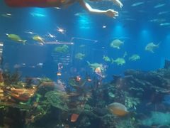 -海棠湾洲际-涛·海底餐厅·美人鱼·自助餐·海底隧道