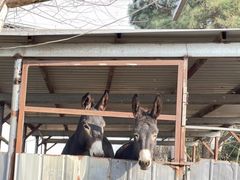 -元鼎宝驴香·全驴宴(江宁店)