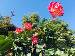 -香蜜公园