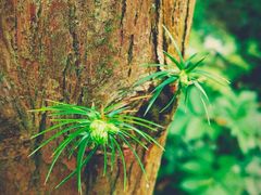 -铁山坪森林公园