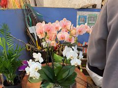 -双季花艺园艺市场(浦东店)