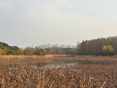 -昆山城市生态森林公园