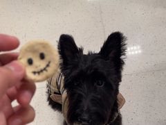 -帕帕拉兹宠物(亚洲旗舰店)