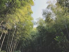 -杭州半山国家森林公园