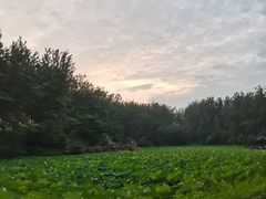 -合肥滨湖国家森林公园