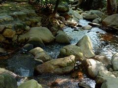 -深圳仙湖植物园