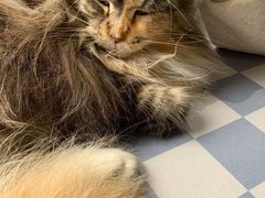 -猫小院猫主题餐厅(南锣旗舰店)