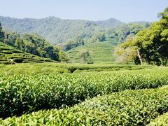 -香芙茗茶楼(梅家坞总店)