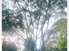 -武吉知马自然保护区