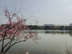 -羊山湖公园