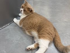 -伟伟宠物医院·CT影像中心·瑞派犬猫综合性门诊(汉口总院)