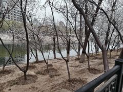 -桃花堤公园
