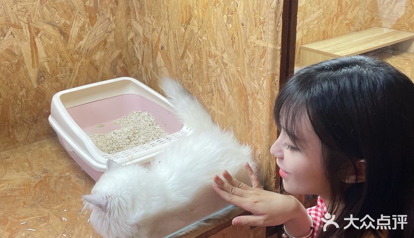 广州撸猫圣地好去处🐈 MOYOMA 摸幺喵来啦‼️