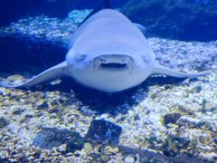 -海合安武汉极地海洋公园