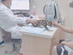 -全心全意连锁动物医院·微创中心·内科急重症·心脏专科(丰管路店)