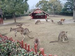 -上海野生动物园