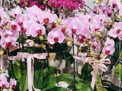 -靳晖金百合花艺GOLDENLILY(南院门店)