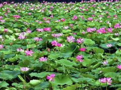 -洪湖生态旅游区