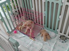 -瑞派福兴宠物医院犬猫全科·骨科·中西医结合(河东店)