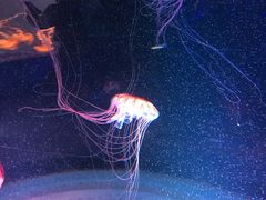 水母-上海海昌海洋公园