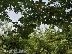 -意大利农场度假村