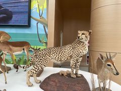 -陕西自然博物馆