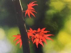 -札幌市资料馆(旧札幌控訴院)