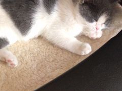 -东方名猫馆·英短金渐层布偶猫舍(环线广场1号楼店)