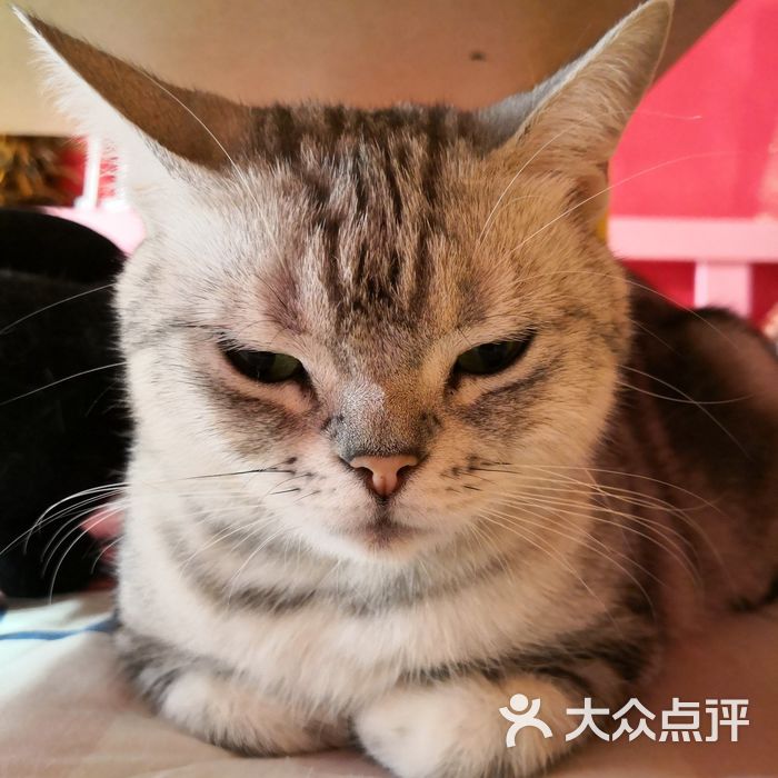 鼓捣猫呢咖啡馆儿·猫主题咖啡