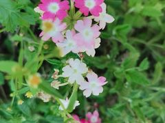 -长春公园(普阳街道)